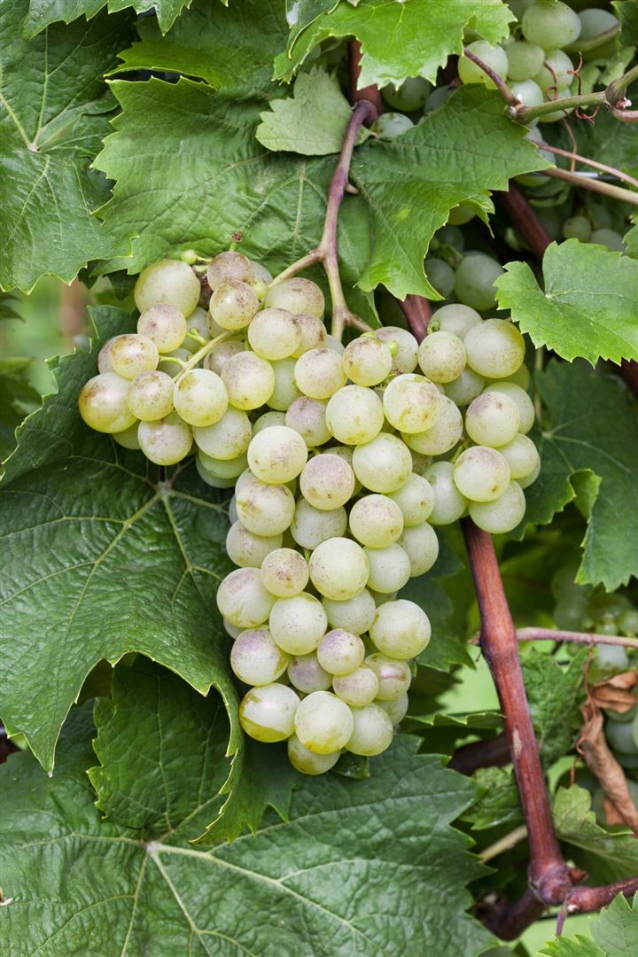 Vitis vinifera 'Millenium', Weinrebe, 80&ndash;100 cm 