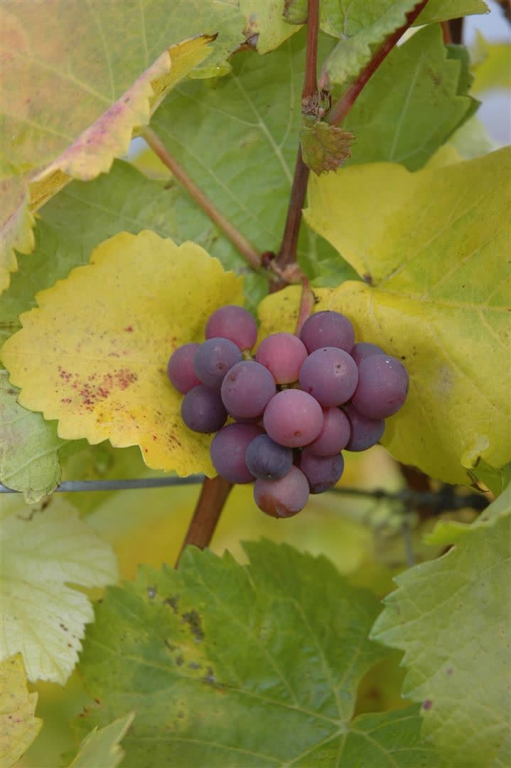 Vitis vinifera, kernlos, rot, 80&ndash;100 cm 