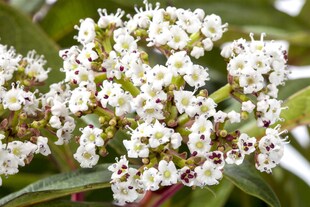 Viburnum davidii, Immergrüner Schneeball, 25–30 cm 
