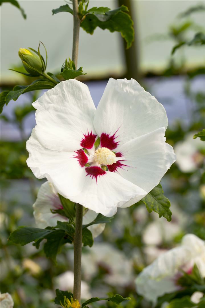 Hibiscus syriacus 'Red Heart', Gartenhibiskus, wei&szlig;-rot, 80&ndash;100 cm 