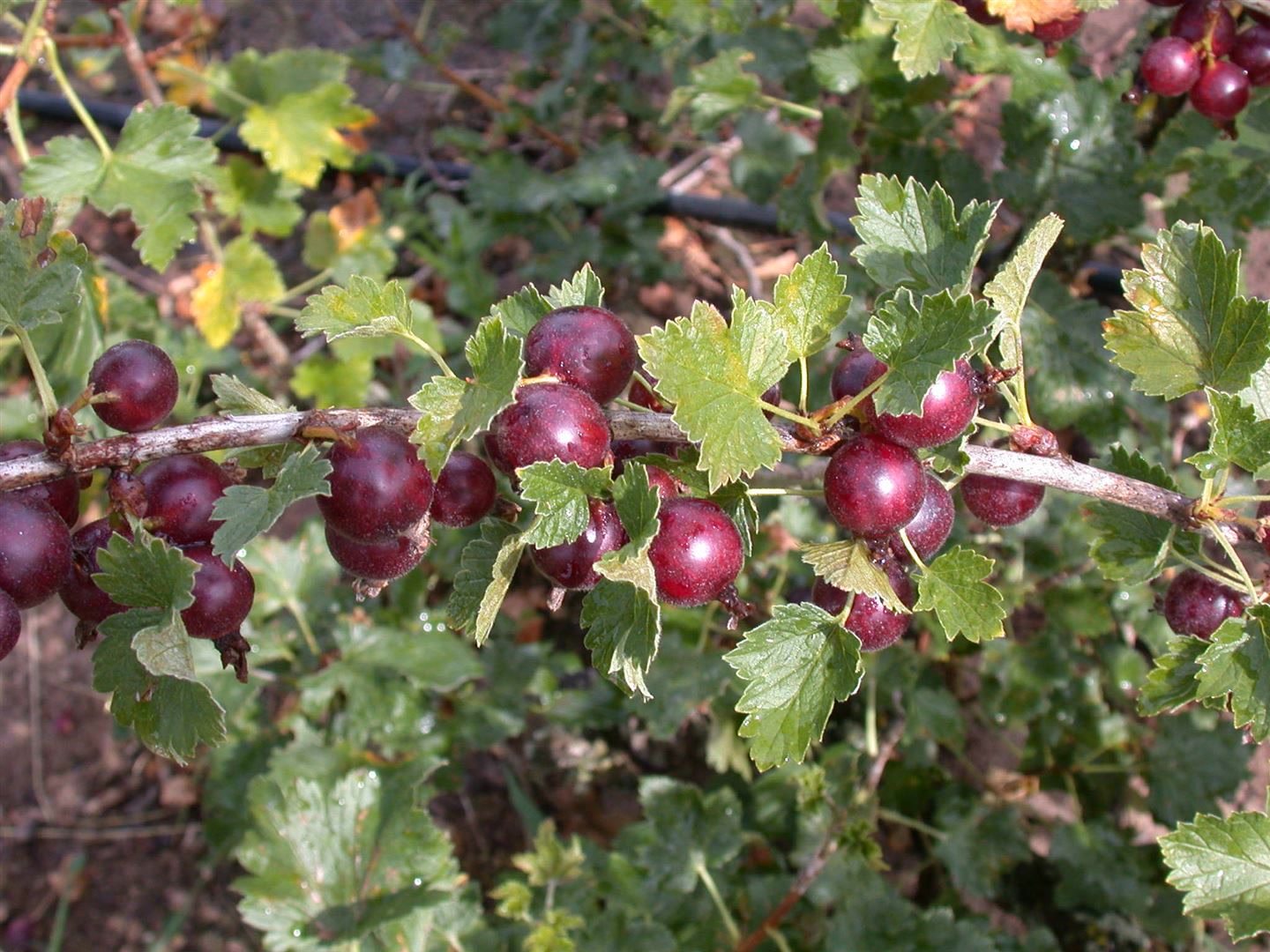 Ribes x nidigrolaria, Jostabeere, 40&ndash;60 cm 