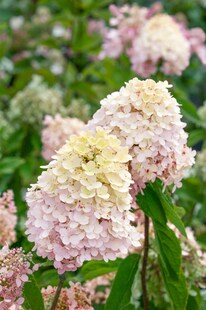 Hydrangea paniculata 'Magical® Sweet Summer', Rispenhortensie, 60–80 cm 
