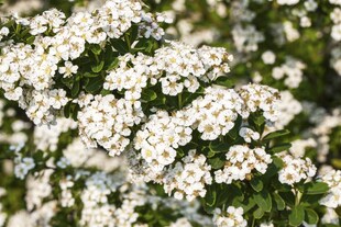 Spiraea nipponica 'Halward's Silver', Japanische Spiere, weiß, 40–60 cm 