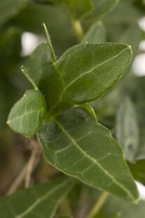 Hedera helix, Efeu, immergrün, 100–150 cm 