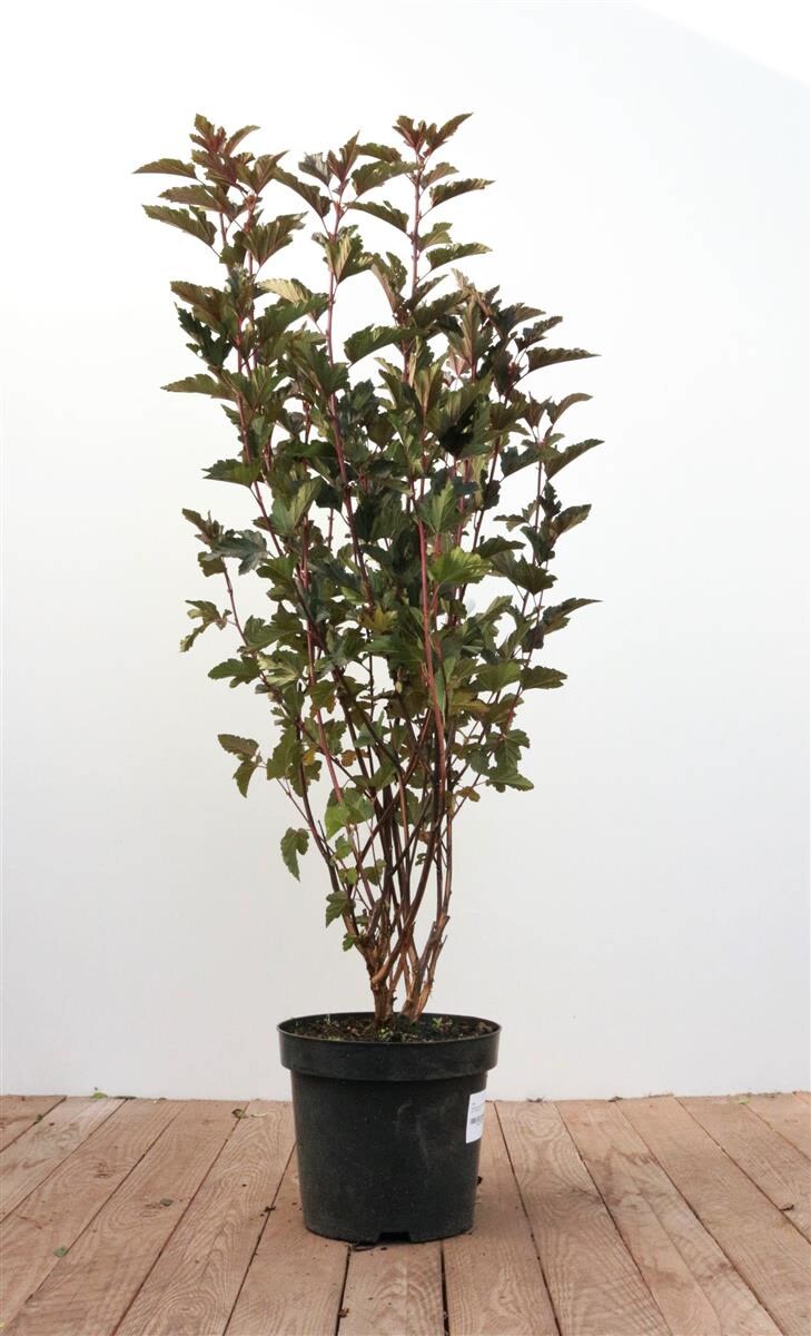 Physocarpus opulifolius 'Summer Wine', Blasenspiere, rotlaubig, 80&ndash;100 cm 