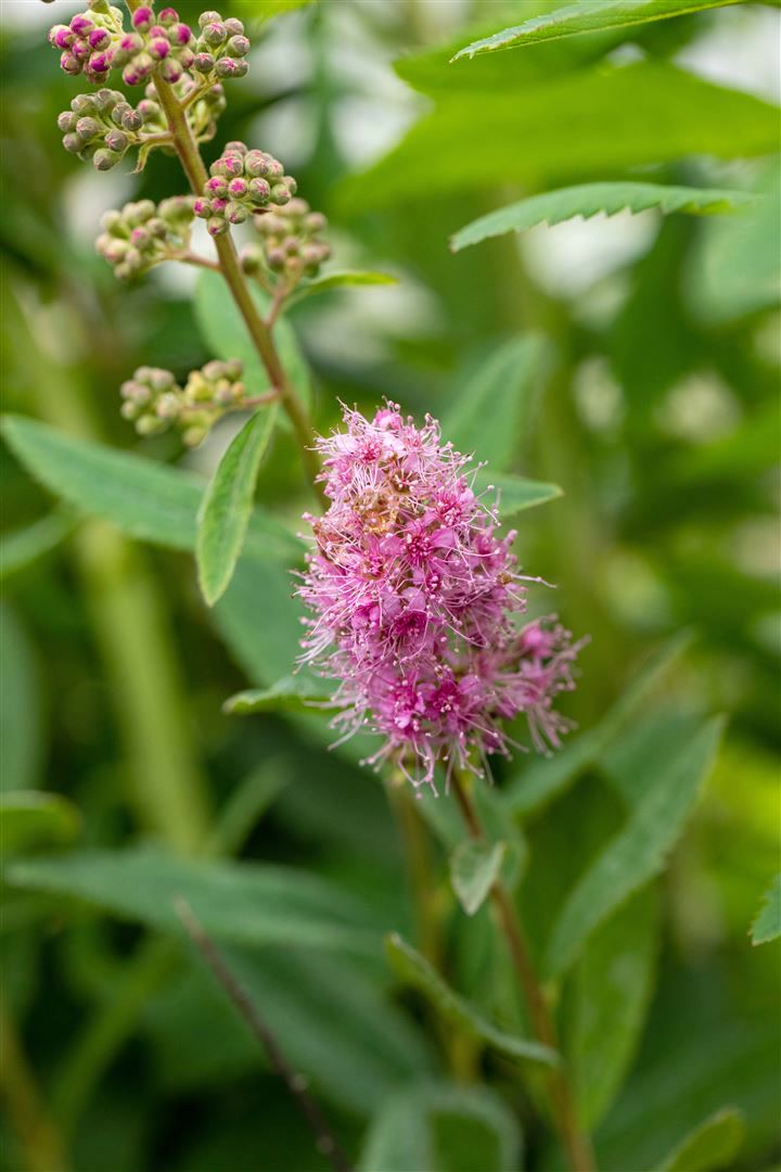 Spiraea billardii 'Triumphans', rosa Bl&uuml;ten, 60&ndash;80 cm 