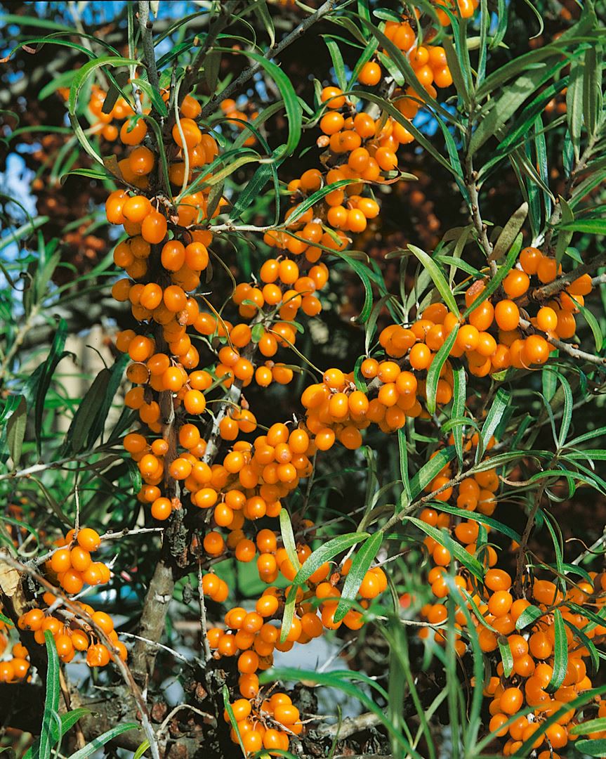Hippophae rhamnoides 'Friesdorfer Orange', Sanddorn, orange, 40&ndash;60 cm 