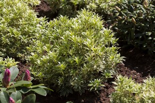 Pieris japonica 'Variegata', Japanische Lavendelheide, 20–25 cm 