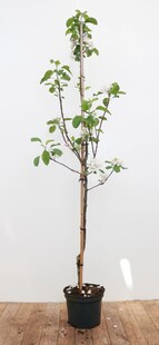 Malus 'Elstar', Apfelbaum, 150–200 cm, saftig-süß 