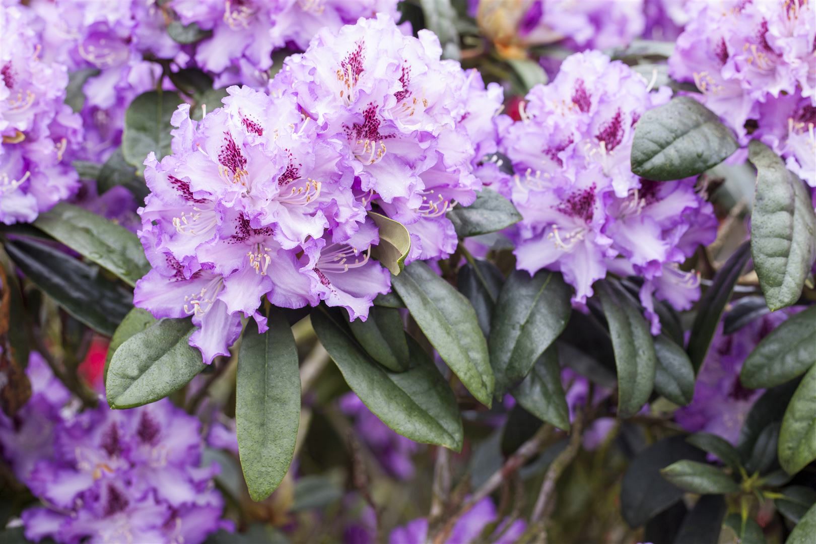 Rhododendron Hybr. 'Blue Peter', blauviolett, 30&ndash;40 cm 