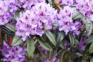 Rhododendron Hybr. 'Blue Peter', blauviolett, 30–40 cm 