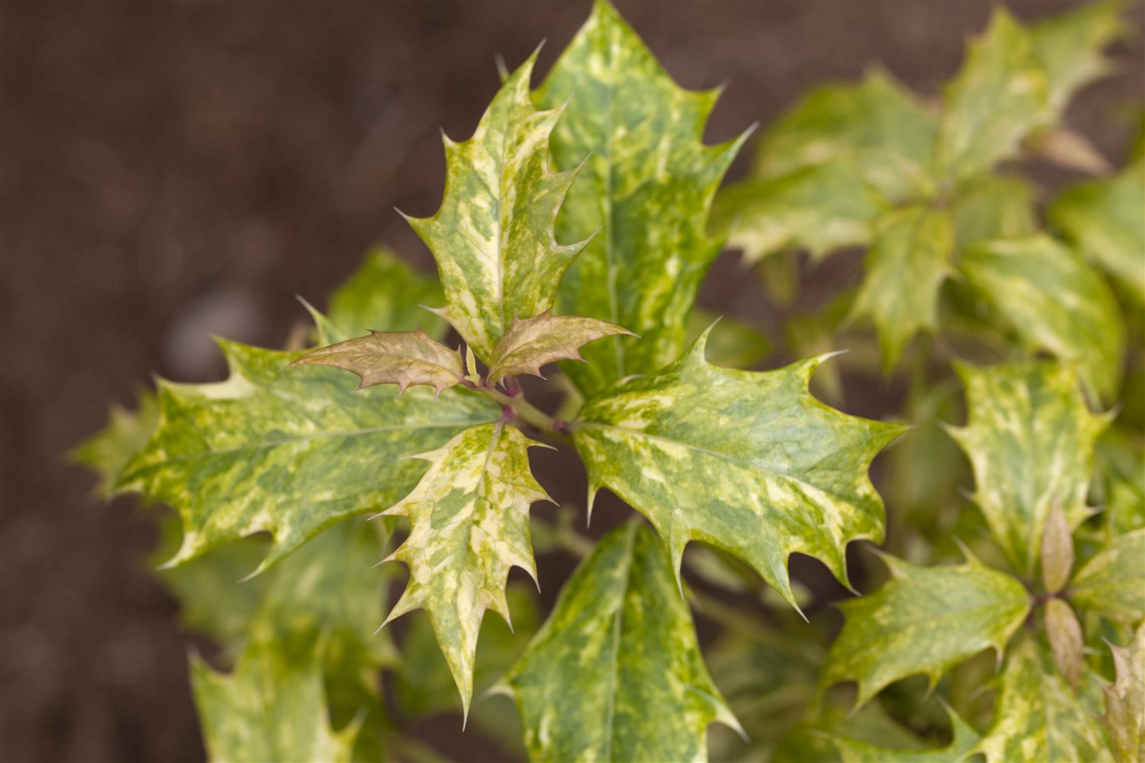 Osmanthus heterophyllus 'Tricolor', Duftbl&uuml;te, buntes Laub, 20&ndash;25 cm 