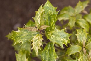 Osmanthus heterophyllus 'Tricolor', Duftblüte, buntes Laub, 20–25 cm 