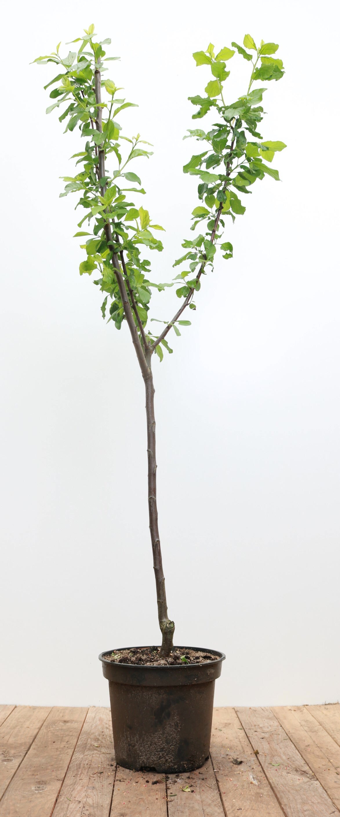Prunus domestica 'Opal', Pflaume, s&uuml;&szlig;, 150&ndash;200 cm 