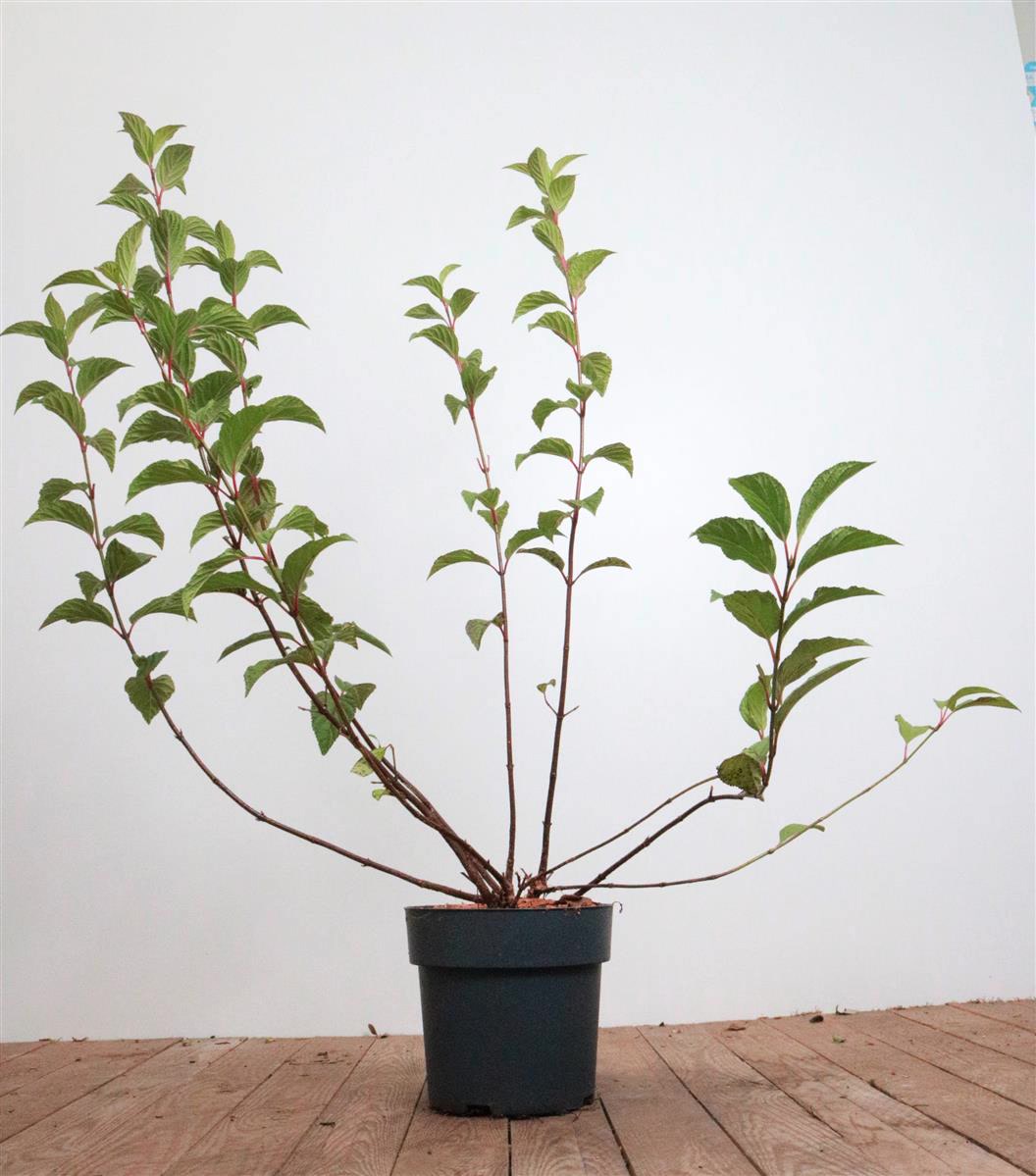 Viburnum bodnantense 'Dawn', Duft-Schneeball, rosa Bl&uuml;ten, 60&ndash;80 cm 