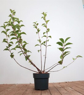 Viburnum bodnantense 'Dawn', Duft-Schneeball, rosa Blüten, 60–80 cm 