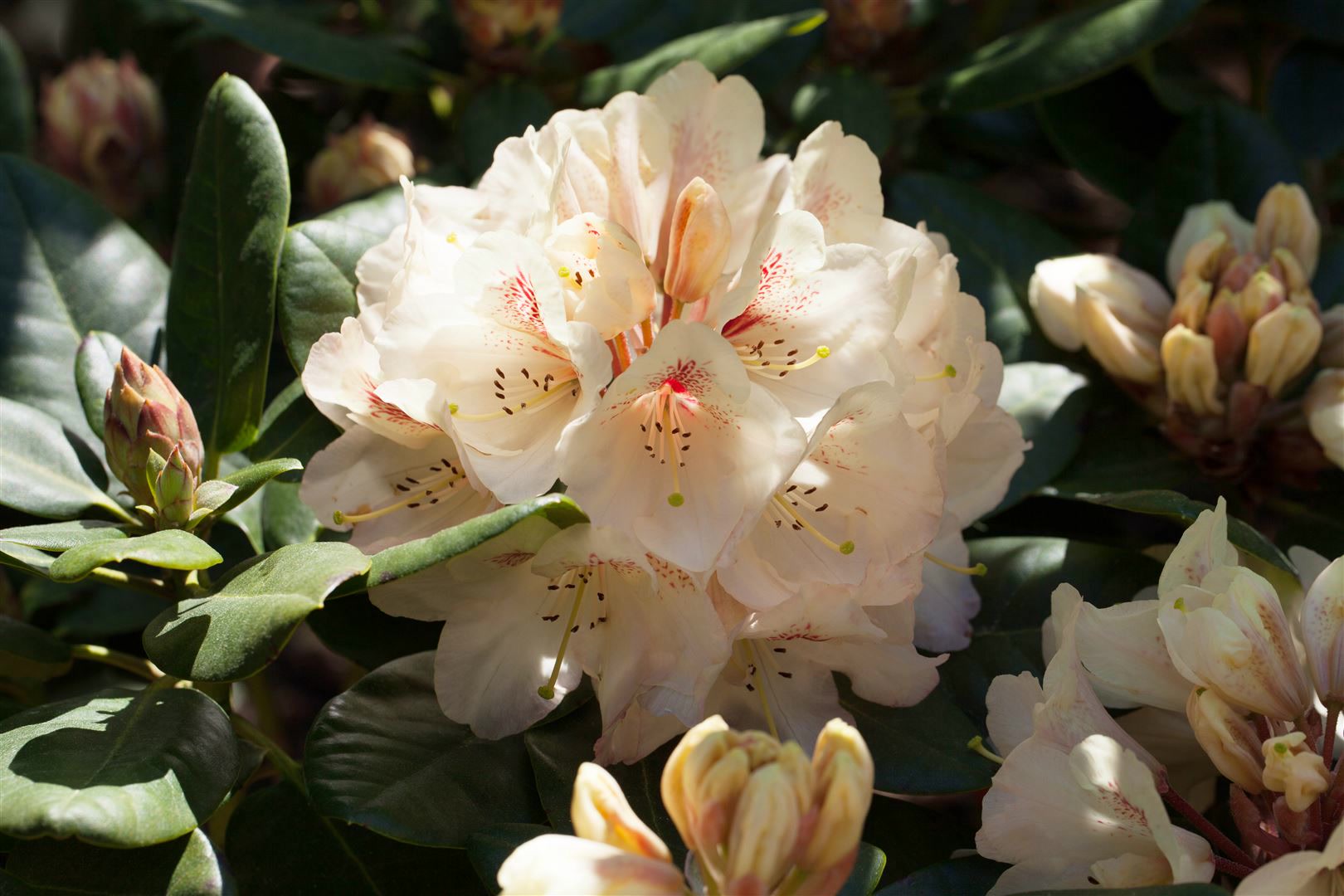 Rhododendron Hybr. 'Goldbukett', gelb, 30&ndash;40 cm 