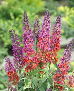 Buddleja davidii 'Flower Power', Schmetterlingsflieder, bunt, 40–60 cm 