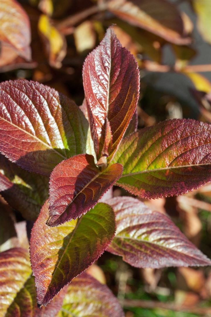 Weigela florida 'Wings of Fire', Weigelie, feuerrot, 40&ndash;60 cm 