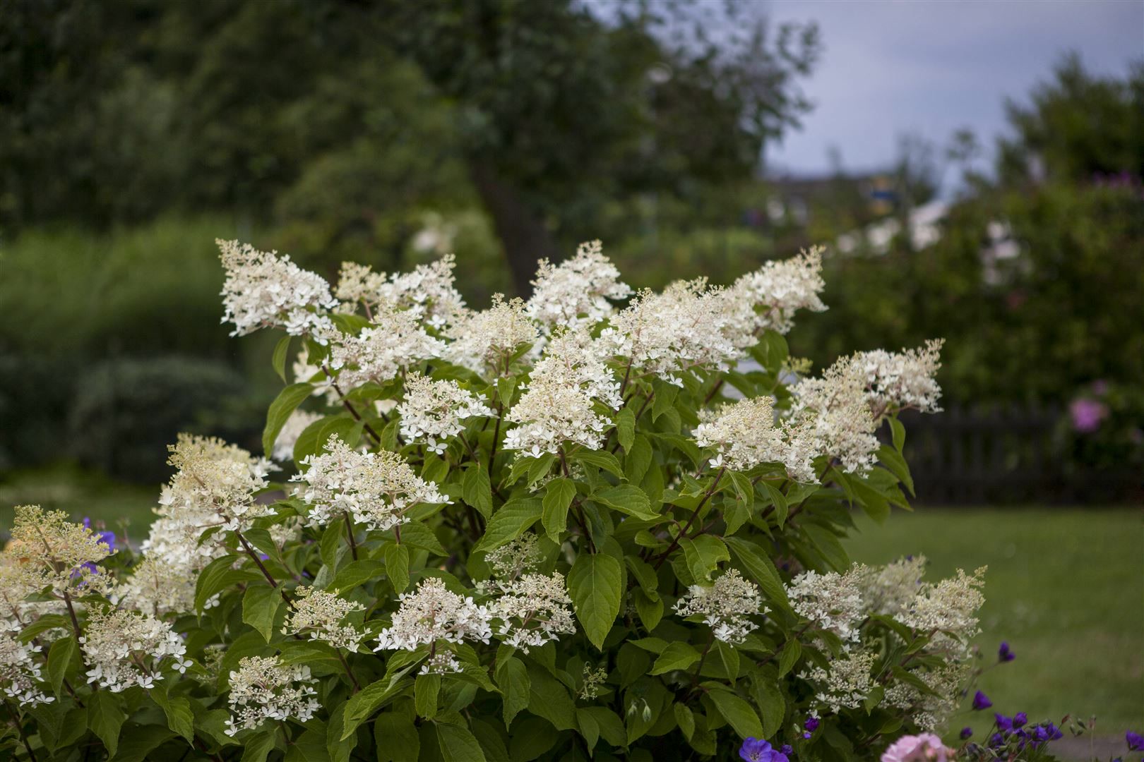 Hydrangea paniculata 'Unique', Rispenhortensie, wei&szlig;, 40&ndash;60 cm 