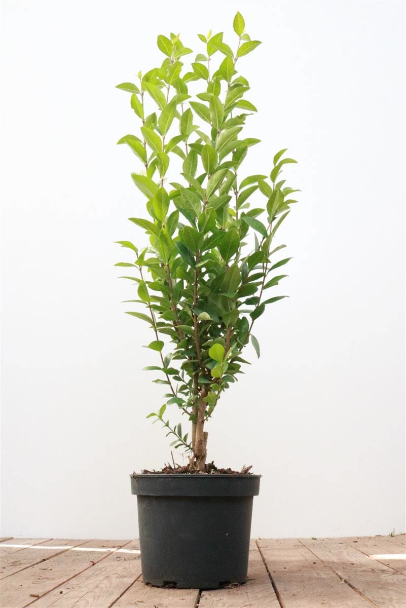 Ligustrum ovalifolium, immergr&uuml;n, 40&ndash;60 cm 