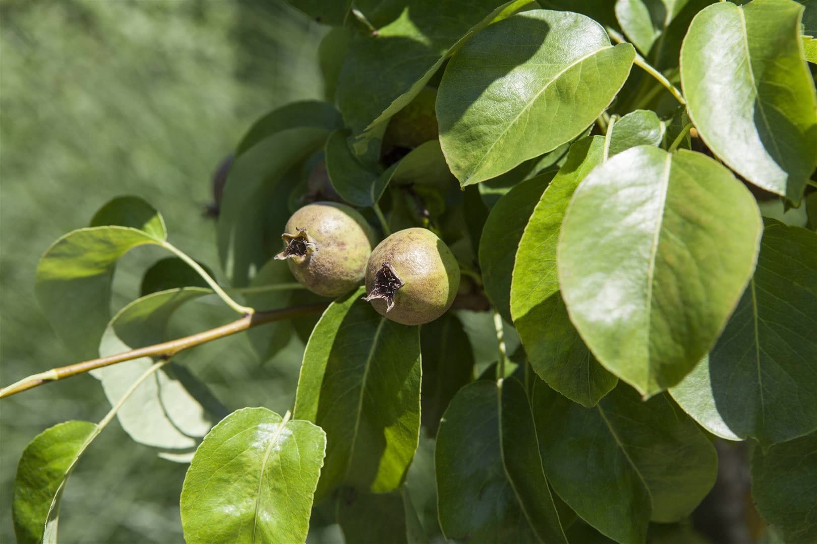 Pyrus communis 'Decora', Birne, 125&ndash;150 cm, robust 