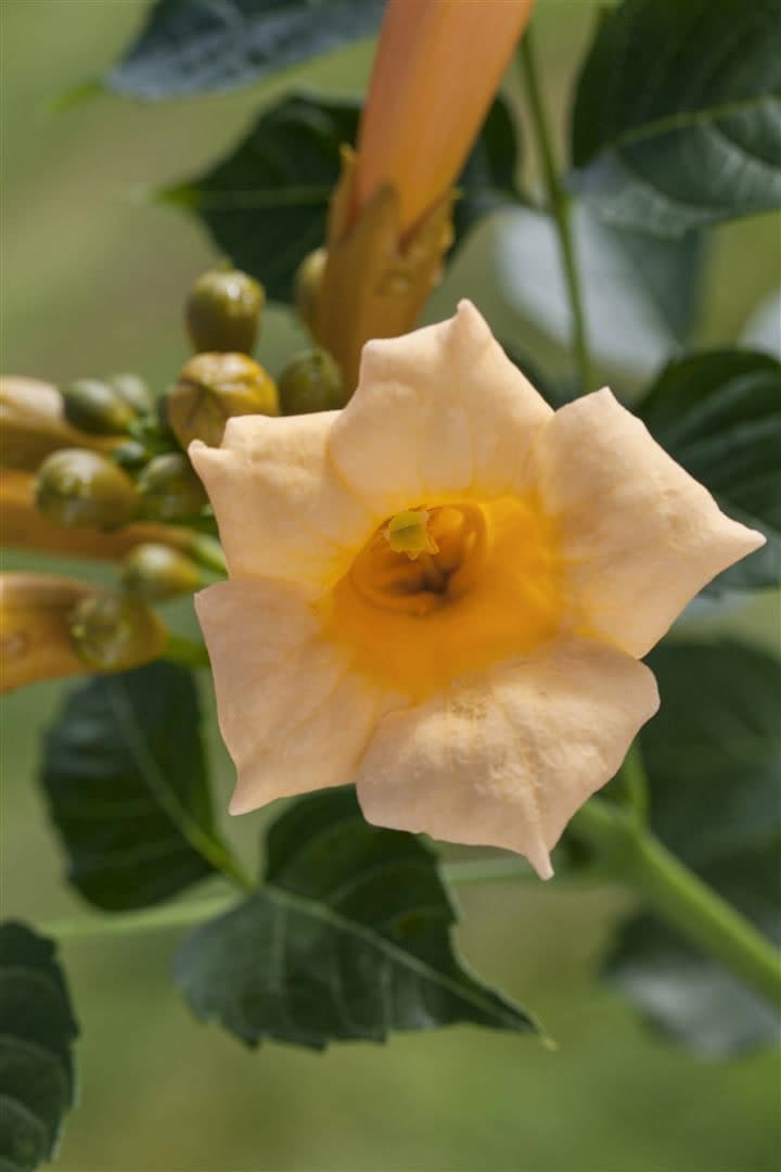 Campsis radicans 'Flava', Trompetenblume, gelb, 40&ndash;60 cm 