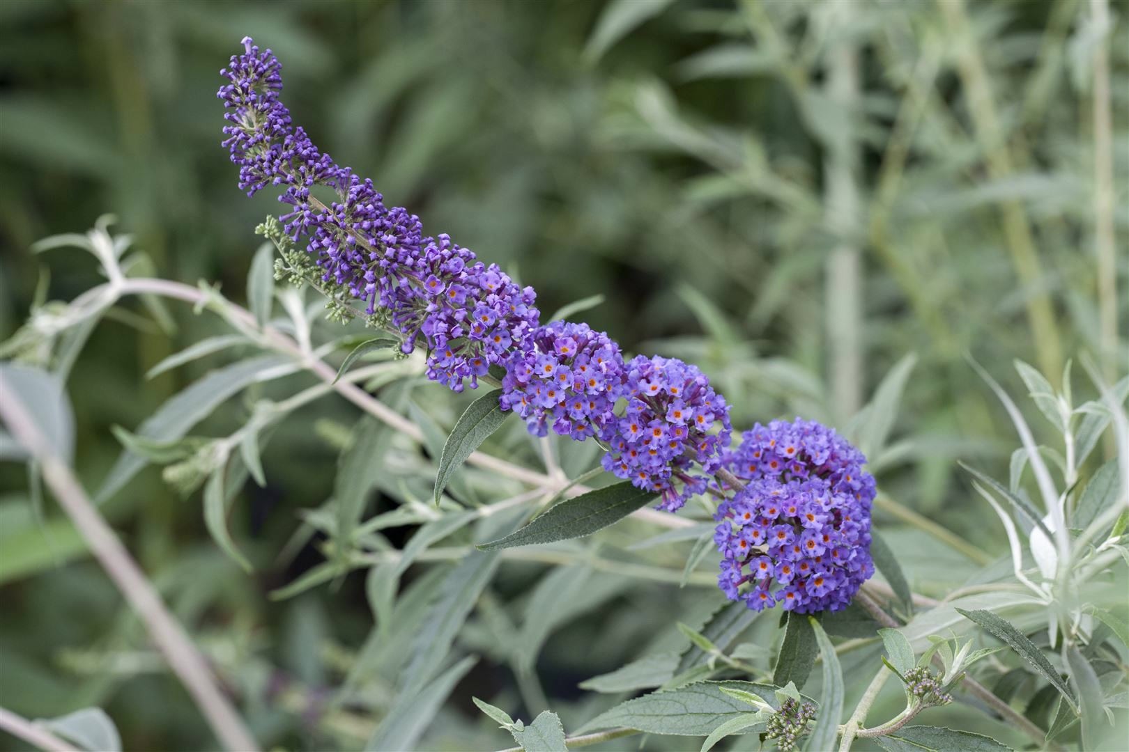 Buddleja davidii 'Nanho Blue', Schmetterlingsflieder, blau, 80&ndash;100 cm 