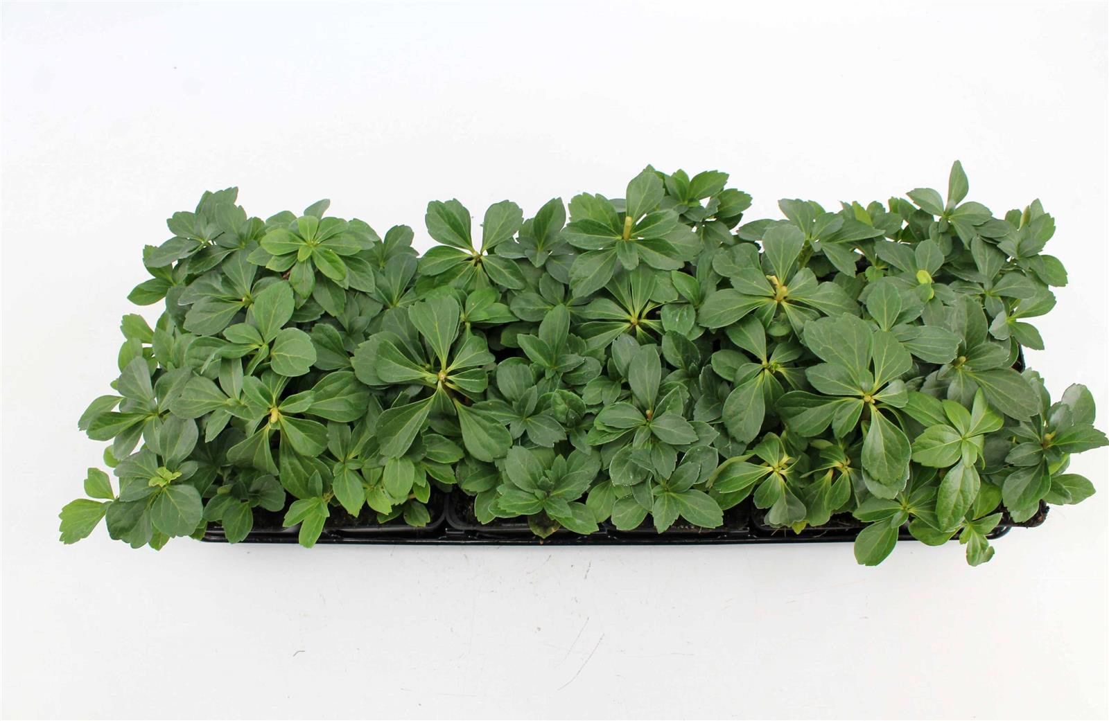 Pachysandra terminalis, Ysander, immergr&uuml;n, ca. 9x9 cm Topf 