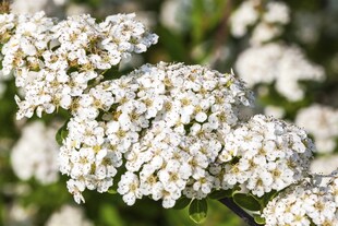 Spiraea nipponica 'Snowmound', Japanische Spiere, weiß, 40–60 cm 
