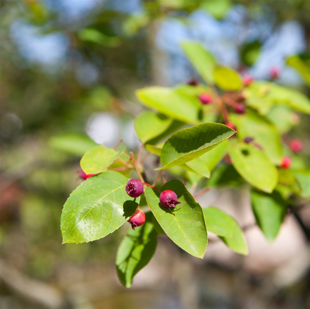 Amelanchier 'Prince William', Felsenbirne, 50&ndash;60 cm 