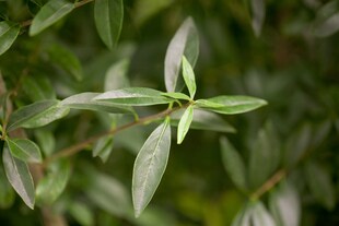 Ligustrum vulgare, Gewöhnlicher Liguster, 80–100 cm 