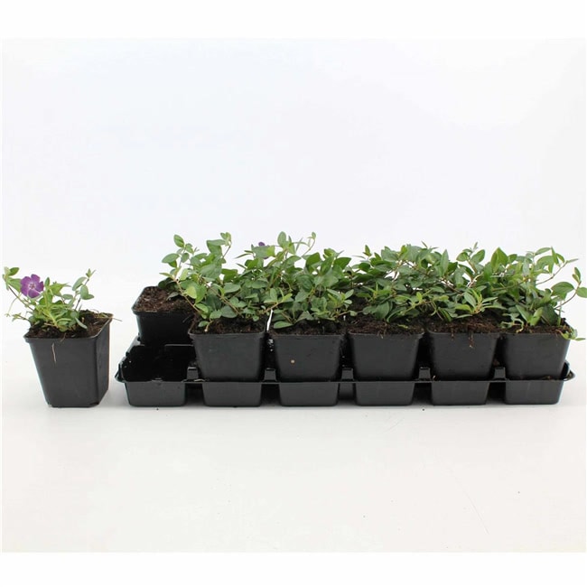 Vinca minor 'Rubra', Immergr&uuml;n, rosa Bl&uuml;ten, ca. 9x9 cm Topf 