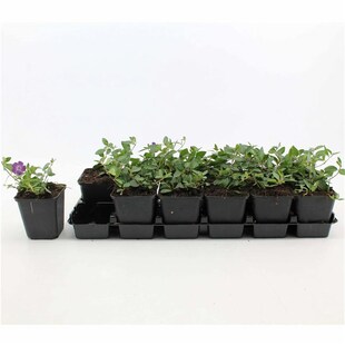 Vinca minor 'Rubra', Immergrün, rosa Blüten, ca. 9x9 cm Topf 