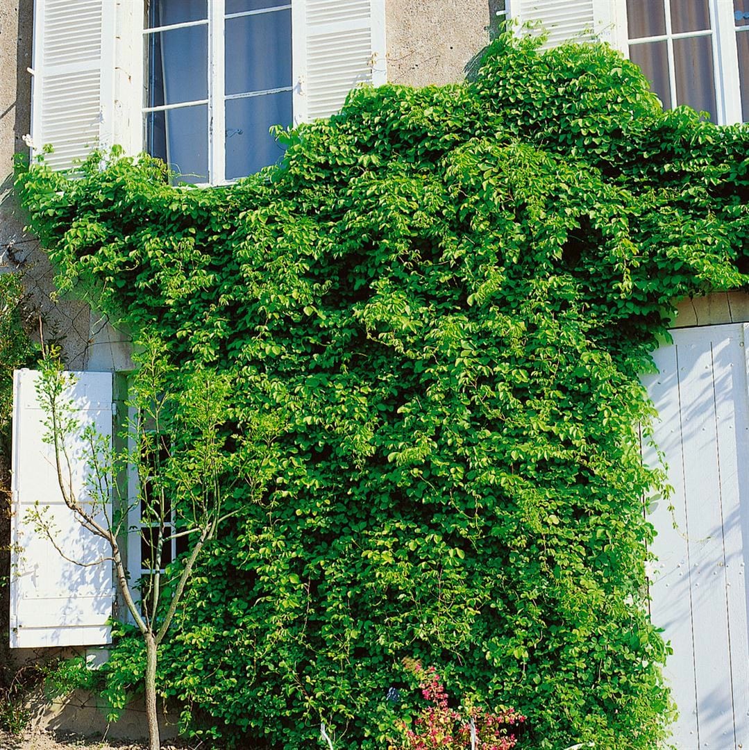 Akebia quinata, Klettergurke, purpur, 40&ndash;60 cm 