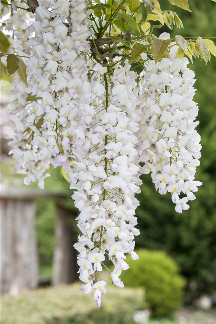 Wisteria frutescens 'Nivea', Amerikanische Glyzinie, wei&szlig;, 60&ndash;100 cm 