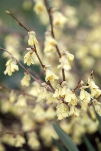 Corylopsis pauciflora, Scheinhasel, zartgelb, 40–60 cm 
