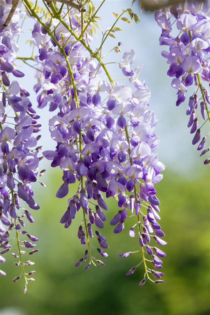 Wisteria sinensis 'Prolific', Chinesischer Blauregen, 60&ndash;100 cm 
