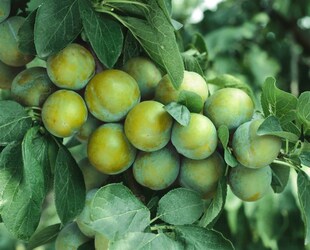 Prunus domestica 'Ontario', Pflaume, 150–200 cm 