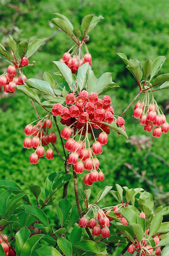 Enkianthus campanulatus 'Ruby Glow', Glockenstrauch, rot, 30&ndash;40 cm 