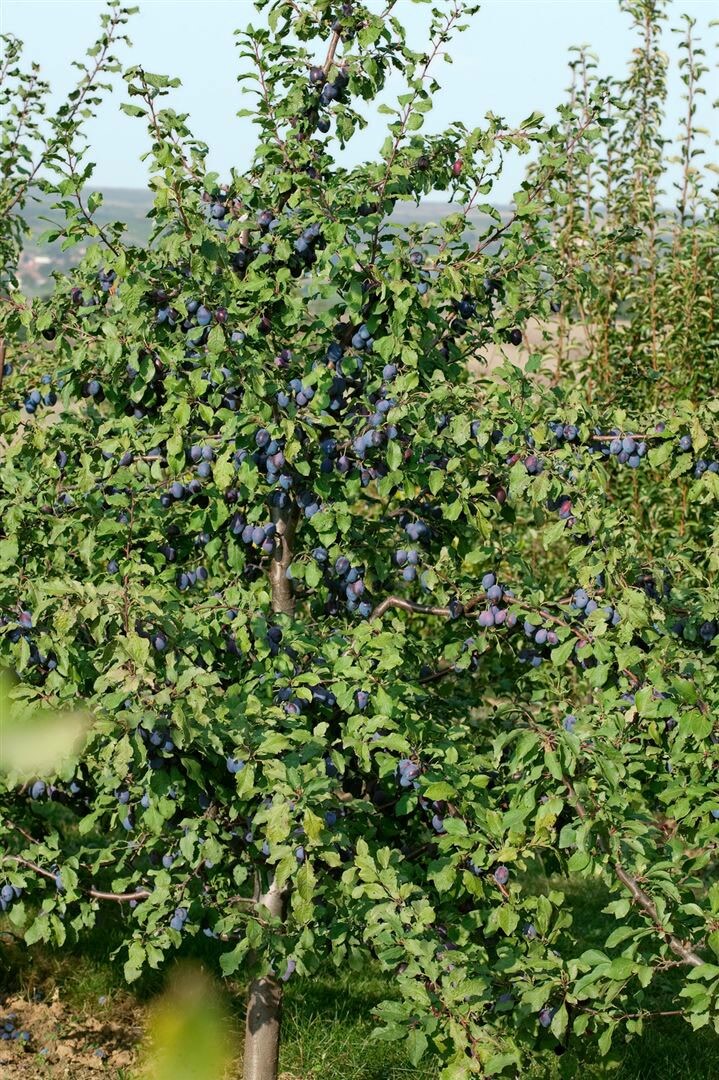 Prunus domestica 'President', Pflaume, 150&ndash;200 cm 