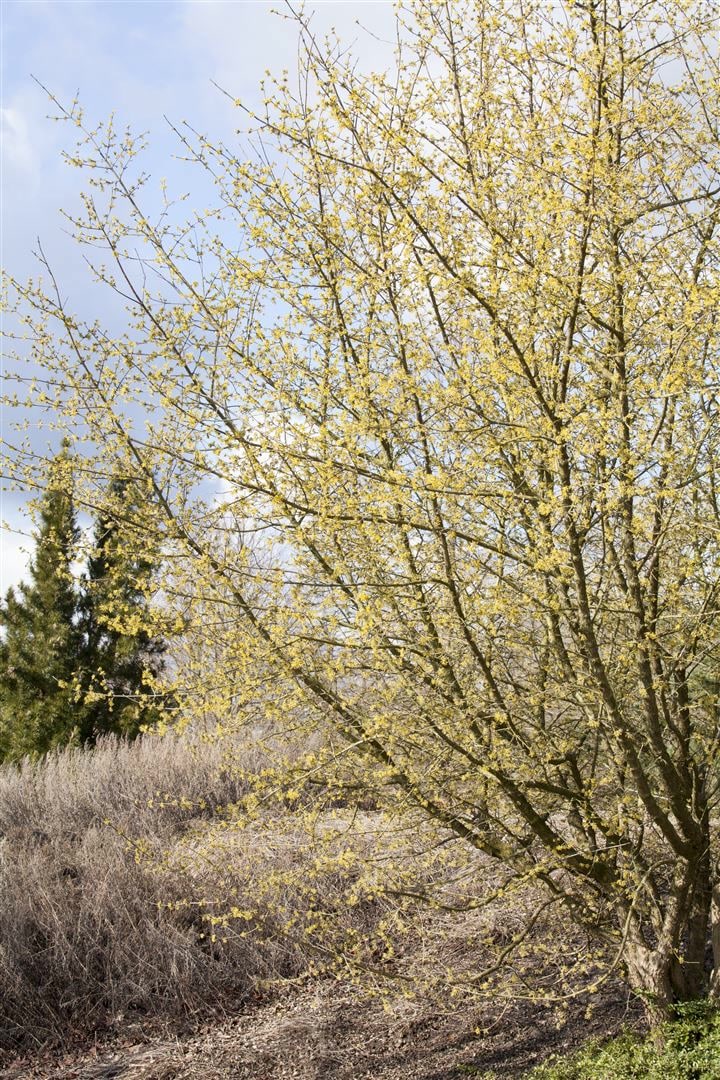 Cornus mas, Kornelkirsche, 40&ndash;60 cm, gelbe Bl&uuml;ten 