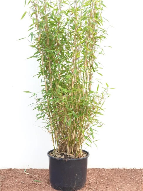 Fargesia murieliae 'Jumbo', Bambus, immergr&uuml;n, 60&ndash;100 cm 