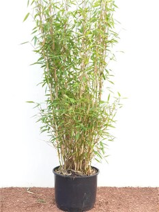 Fargesia murieliae 'Jumbo', Bambus, immergrün, 60–100 cm 