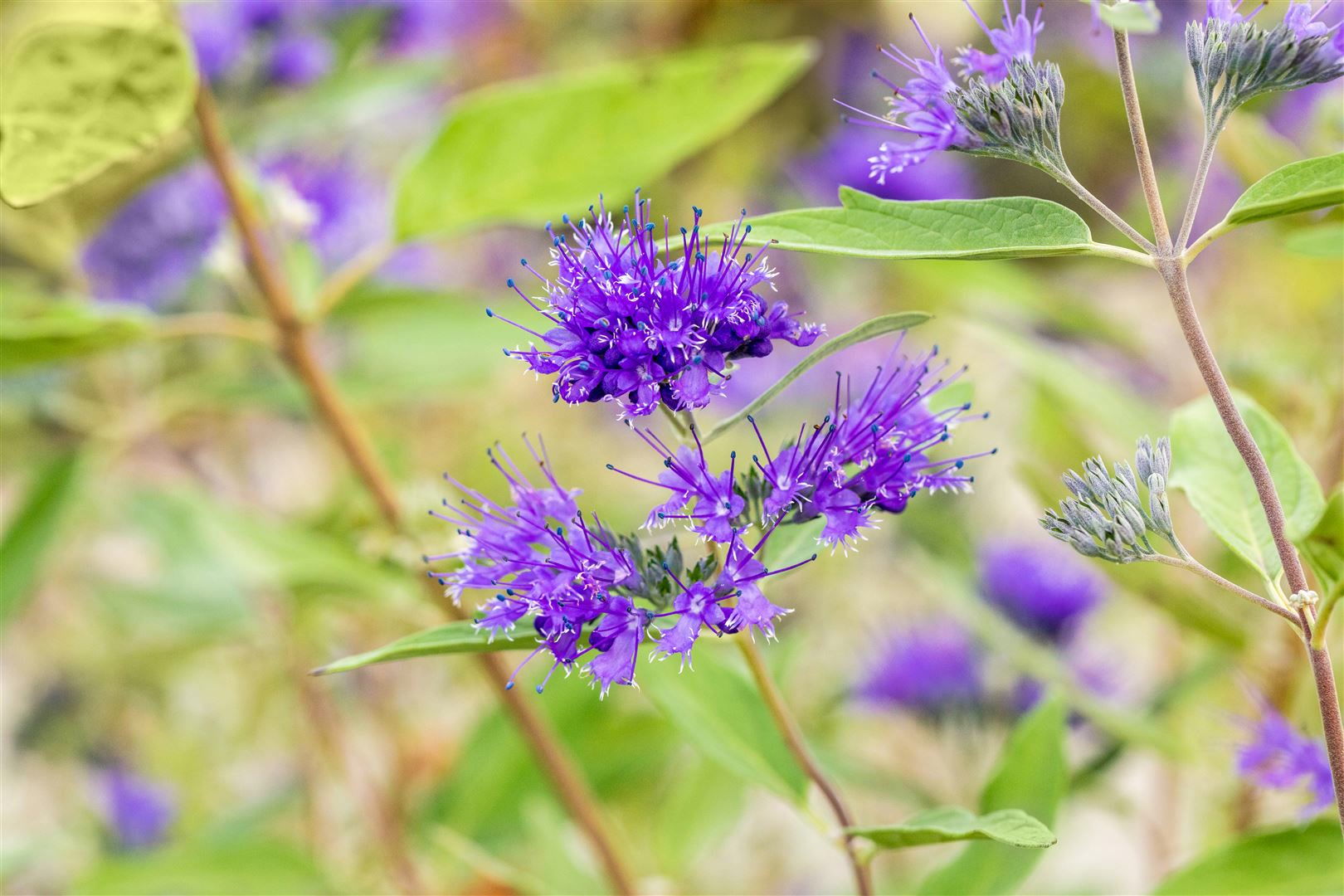 Caryopteris clandonensis 'Heavenly Blue', Bartblume, himmelblau, 30&ndash;40 cm 