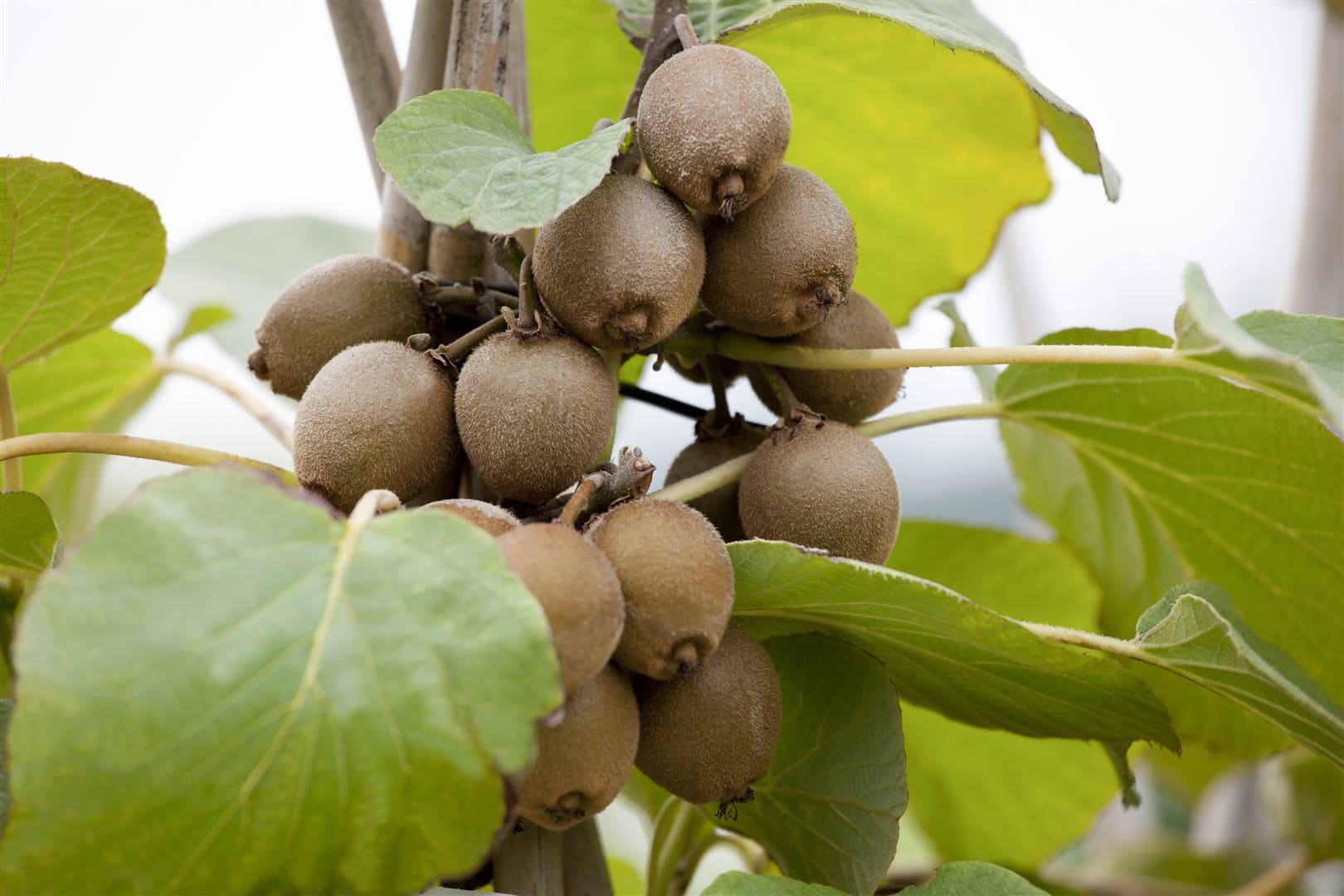Actinidia chinensis 'Jenny', Kiwi, selbstfruchtend, 40&ndash;60 cm 