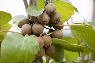 Actinidia chinensis 'Jenny', Kiwi, selbstfruchtend, 40–60 cm 