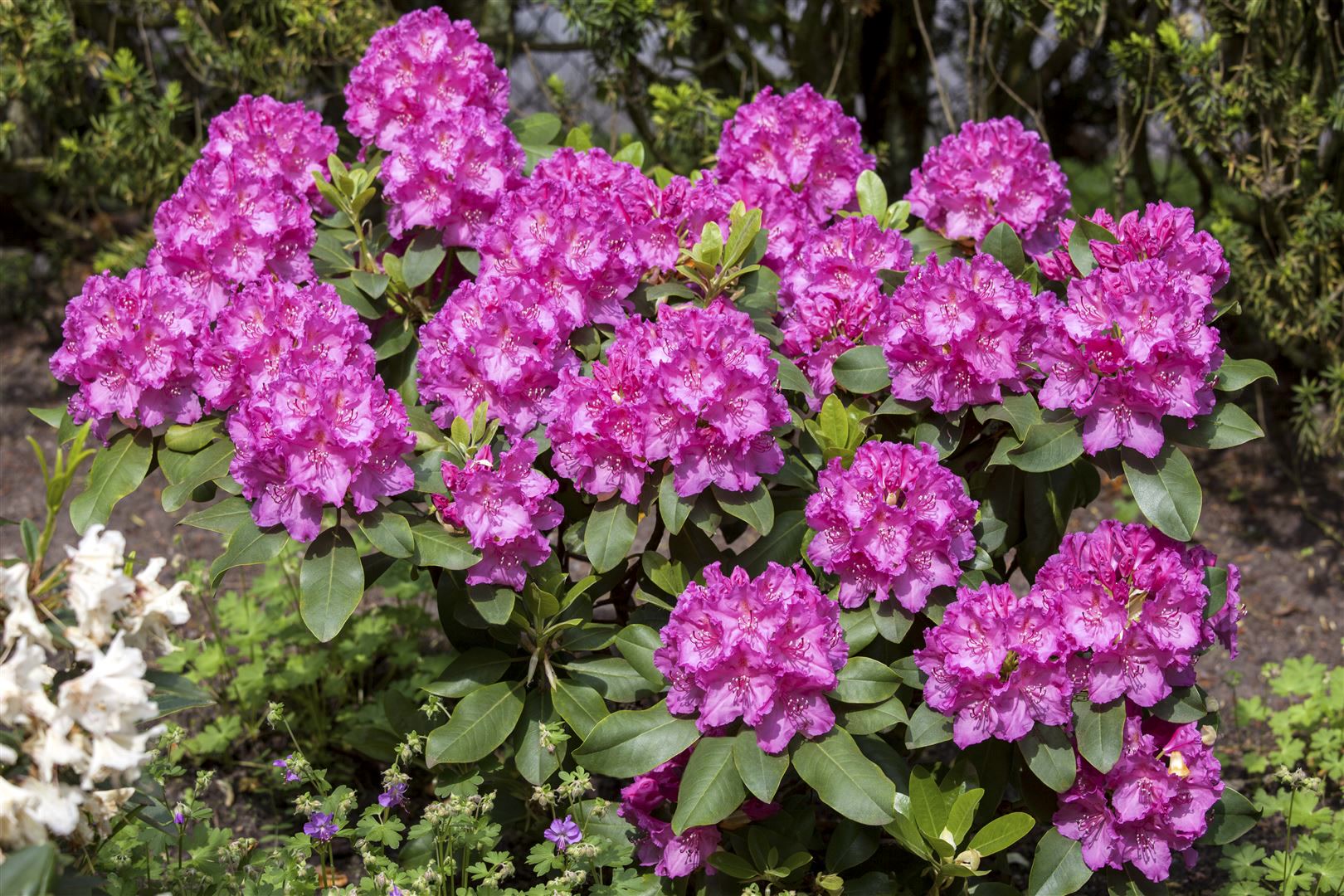 Rhododendron Hybr. 'Claudine', rosa Bl&uuml;ten, 30&ndash;40 cm 