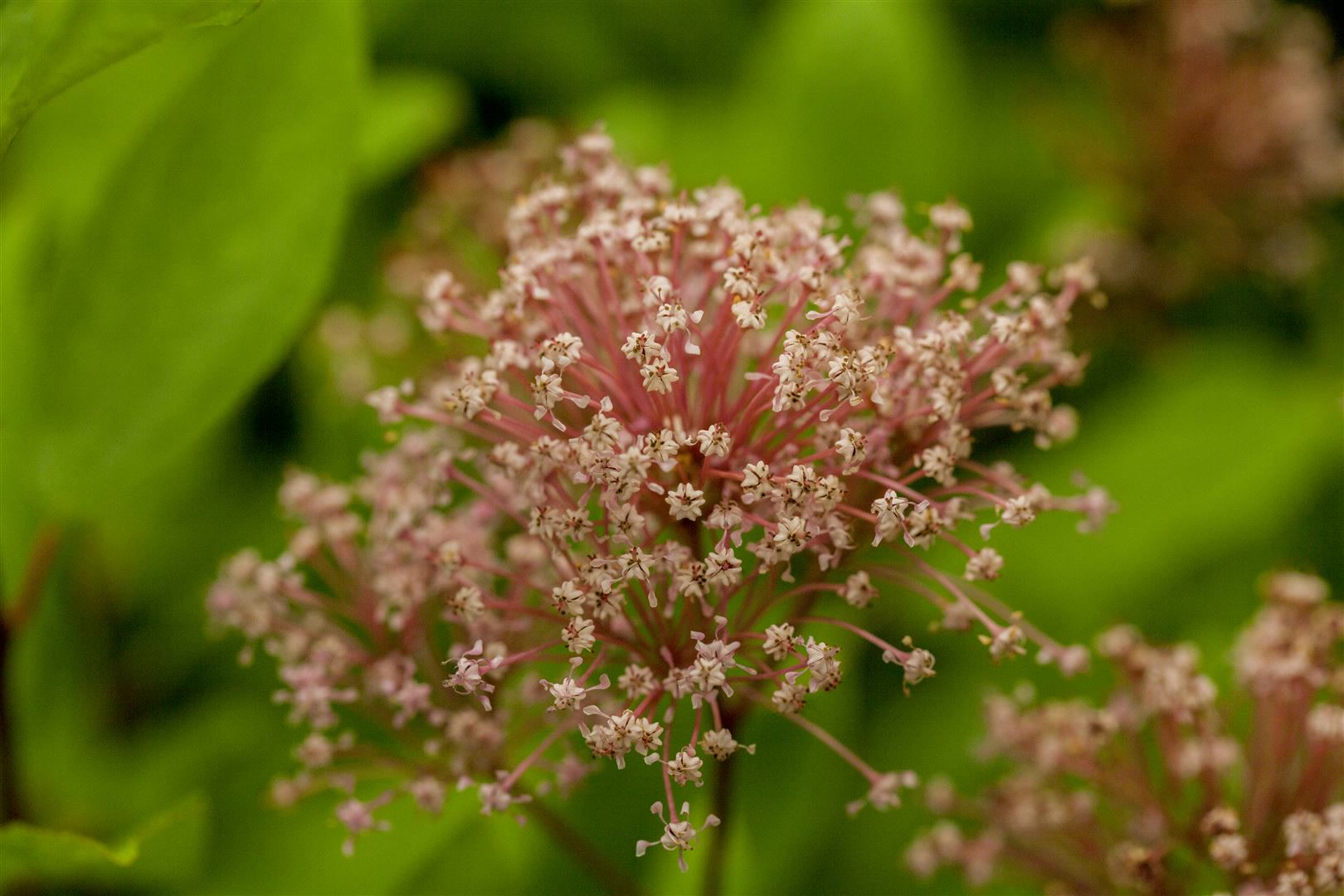 Ceanothus pallidus 'Marie Simon', S&auml;ckelblume, rosa, 40&ndash;60 cm 