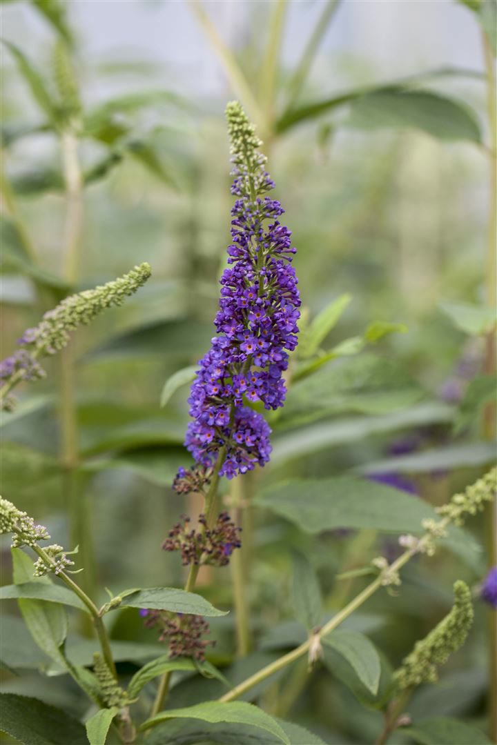 Buddleja davidii 'Empire Blue', Schmetterlingsflieder, blau, 40&ndash;60 cm 